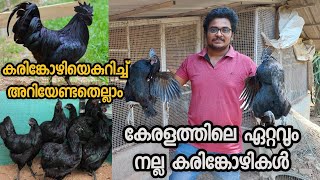 കരിങ്കോഴിയെകുറിച്ച് അറിയാനും വളർത്താനും ആഗ്രഹിക്കുന്നവർ കാണുക Karinkozhi Farming in Malayalam [upl. by Florinda71]