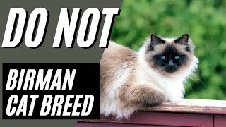 7 Reasons You SHOULD NOT Get a Birman Cat [upl. by Niehaus]