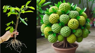 Unique Skill Sweetsop Tree With Watermelonhow to growing sweetsop has a lot of fruits [upl. by Llerrah223]