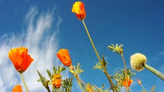 6 days in the life of a California Poppy timelapse [upl. by Jem]