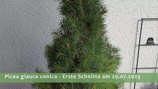 Grundgestaltung Picea glauca conica 29072023  Teil 1 [upl. by Nikolaus]