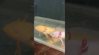 Feeding my Axolotl homegrown Earthworm ❤️ axolotl fish aquarium hobby shorts [upl. by Teufert507]