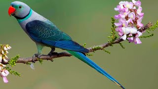 Chillin Malabar Parakeets [upl. by Bonner]