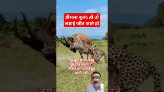 Animal Fight  🦌🐆  Singh Short  shorts animalshorts [upl. by Adnor]