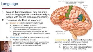 Lateralization and Language [upl. by Docia28]