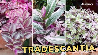 TRADESCANTIA  Cuidados y tipos  Jardinatis [upl. by Caressa206]