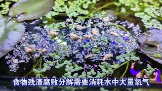 無過濾生態缸養魚糞便怎麼處理？ 其實惡化魚缸水質的是食物殘渣 [upl. by Marsh]