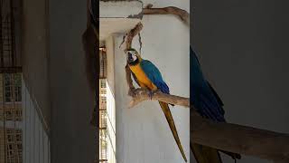 talking Macaw।। big Macaw birds macaw parrot shorts youtubeshorts [upl. by Kauslick504]