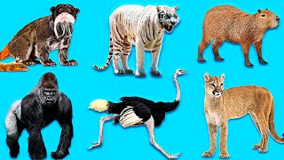 Learn Wild Animals  Learn Names and Sounds Animals In English for Kids 3 [upl. by Bullivant767]