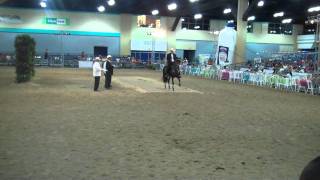 Campeonato de Caballos Feria del Campo 2011 [upl. by Ahtera]