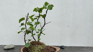 Shaping a Cercis siliquastrum in bonsai 20 mai 2024 [upl. by Hailat]