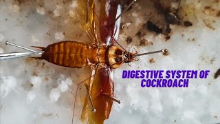 How to dissect Digestive system of Cockroach  আরশোলার পৌষ্টিক তন্ত্রের ব্যবচ্ছেদ  AOB [upl. by Akenor2]