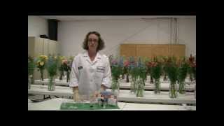 Floralifes Alkalinity Testing for Flower Care [upl. by Older]