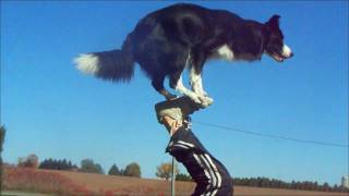 Nana the Border Collie Performs Amazing Dog Tricks [upl. by Nicolella972]