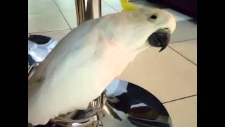 Kiku the cockatoo saying quothelloquot [upl. by Ardnalahs]