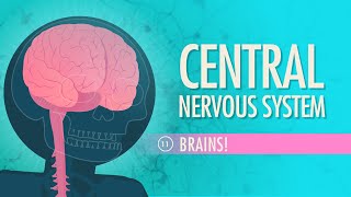 Central Nervous System Crash Course Anatomy amp Physiology 11 [upl. by Chita363]