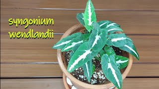 Syngonium wendlandii general Care Guide or Silver Goosefoot plant care [upl. by Zoltai]