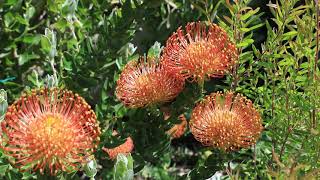 protea garden  leucospermum in bloom  what too much fertilizer will do to your plants [upl. by O'Hara2]