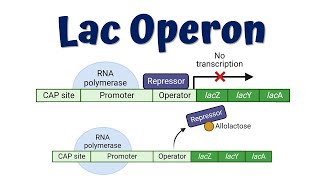 Lac Operon Animation Advanced  Lac Operon mutations  Gene regulation in Prokaryotes [upl. by Henden]