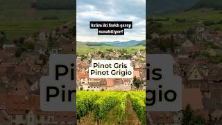 Pinot GrisPinot Grigio üzümü şarap [upl. by Lindberg]