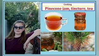 Cooking pine cone jam tincture and tea If you are interested come in and watch [upl. by Ehcram]