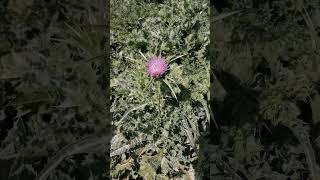 Silybum marianum Milk thistle اونٹ کٹارا shorts plants viral medicalstudent [upl. by Ronnholm]