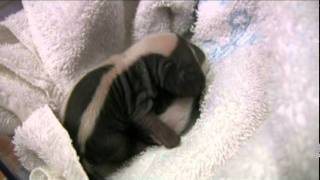 Meet a Skunk Mom and Babies at WildCare [upl. by Lorrie]