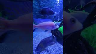 African cichlids African Bichir feeding frenzy [upl. by Etnelav]