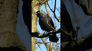 Jackdaws are named after their call  Bird Sounds shorts [upl. by Tija]