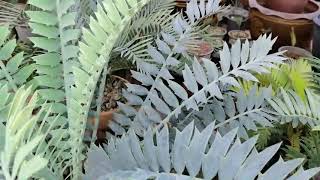 Encephalartos arenarius blue form [upl. by Haag]