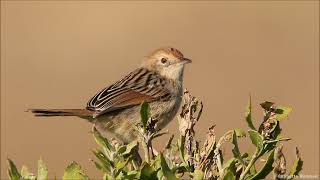 Wailing Cisticola calls [upl. by Addison]