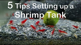 5 Important Tips for Keeping and Setting up a Shrimp Tank [upl. by Mosenthal789]