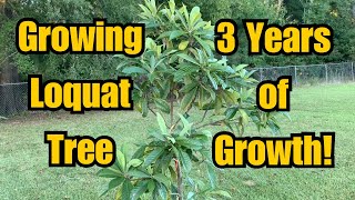 Update on Growing Loquat Tree  3 YEAR TIME FRAME [upl. by Zerlina]