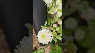 Fothergilla Major🤍💚🤍 nature trending shorts spring london relaxing [upl. by Eilrak]