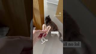 Putting pointe shoes on my cat  Isabella Boylston [upl. by Padget]