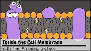 Inside the Cell Membrane [upl. by Nitram]