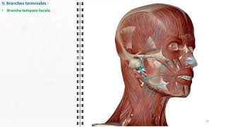 ANATOMIE FMPM VII NERF FACIAL VII [upl. by Cosma]