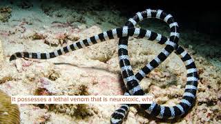 Did You Know Incredible Yellowlipped Sea Krait Facts [upl. by Lasyrc80]