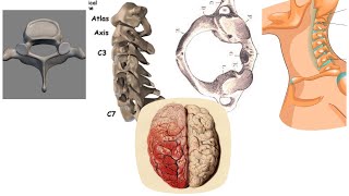 MedicinaVERTEBRA CERVICALA  particularitati [upl. by Ursula]