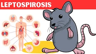 Leptospirosis  Causes Risk Factors Pathology Signs amp Symptoms Diagnosis And Treatment [upl. by Kern]