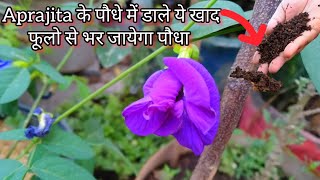 अपराजिता के पौधो में आयेंगे और फूल अभी ये काम करे  How to Grow amp Care Aprajita plant By Seed [upl. by Salomi]