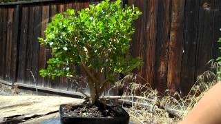 The Walking Boxwood Bonsai Part 3 13 month latermp4 [upl. by Ajuna]