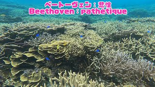 「サンゴ礁と熱帯魚」「Coral reef and tropical fish」【4k 水中 UNDERWATER GoPro9】【宮古島 海 サンゴ 魚 シュノーケリング 水族館 観光 移住】 [upl. by Noryk]