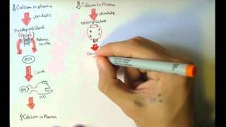 Bone Homeostasis Calcium and Phosphate Hormones [upl. by Seyer]