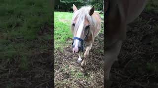 Which one did it best  Mounting Block Training equestriantraining [upl. by Zorina]