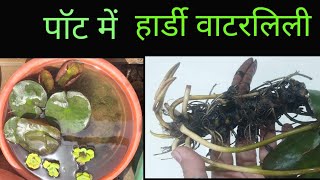 पॉट में वाटर लिली लगाएं  planting Water lily In Pot At Home  How To Plant waterlilytitbitsoflife [upl. by Arnie202]