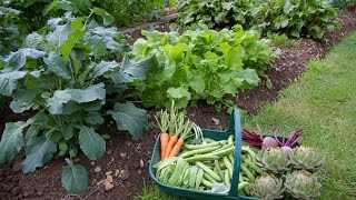 Características de una Huerta Orgánica Casera  TvAgro por Juan Gonzalo Angel [upl. by Irme]