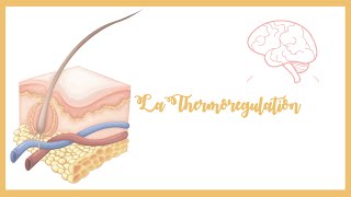 La thermorégulation Thermogenèse et thermolysePhysiologie [upl. by Netsrak]