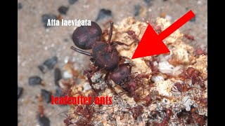 TIMELAPSE leafcutter ants  Atta laevigata [upl. by Kai]