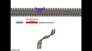 Clisplatin  Mechanism of Action [upl. by Ynavoj]